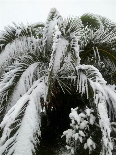 palmeras nieve